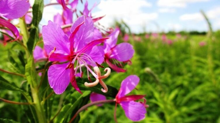 Eldgräsblomställningar med obestridliga fördelar för män