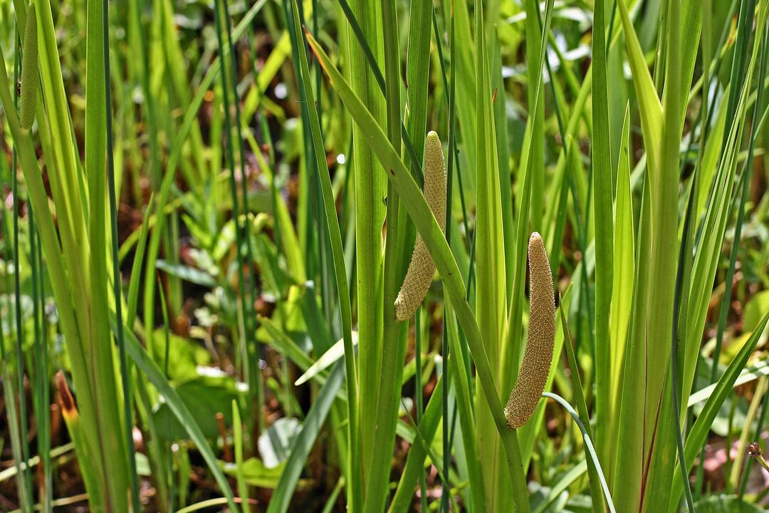 calamus ört för styrka