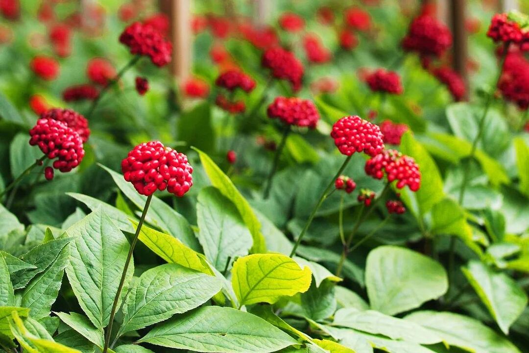 ginseng medicinsk ört för potens